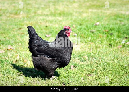 A black chicken standing in profile in bright sunlight in a mown backyard with copy space to the right. Stock Photo