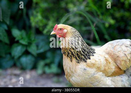 Close up of a buff colored Brahma hen in a backyard with green plants in the background out of focus. Stock Photo