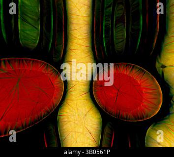 An intricate pattern of vibrant, curved shapes in green, red, and yellow, displaying a textured surface that resembles organic forms, possibly suggesting a microscopic view of plant or cell structures., A circular design featuring bold, vibrant red elements surrounded by intricate green and yellow patterns, creating an abstract and organic appearance that draws the eye in. Classic art with a modern twist reimagined by Artotop, Transformed Egyptian Ornament, Classic art with a modern twist reimagined by Artotop Stock Photo