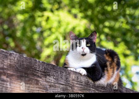 A tortoiseshell cat perched on a wooden fence rail looking at the camera with out-of-focus tree in the background. Stock Photo