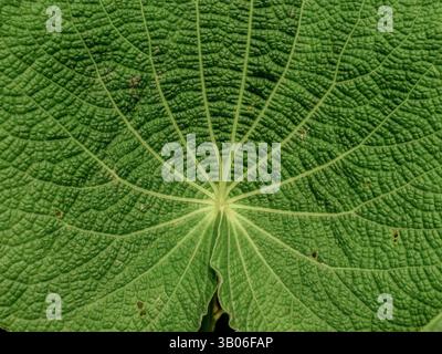 Macro photography of a piper peltatum leaf and radial veins, captured in a forest in the eastern Andean mountains of central Colombia. Stock Photo