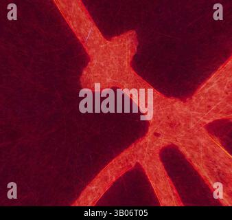 A close-up view of intricate, vein-like structures illuminated in vibrant shades, showcasing a network of fine lines and textures that evoke a sense of organic complexity., A circular structure displaying intricate patterns of red and orange lines against a contrasting background, suggesting a complex design reminiscent of natural formations or abstract art. Classic art with a modern twist reimagined by Artotop, Transformed Mediæval Ornament, Classic art with a modern twist reimagined by Artotop Stock Photo