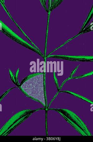 A stylized depiction of a plant, showcasing vibrant green leaves and intricate details against a deep purple backdrop, emphasizing the elegance and structure of the botanical form., A minimalist illustration of a slender plant with vibrant green leaves, set against a deep purple circular background, creating a striking contrast that highlights the natural beauty of the foliage. Classic art with a modern twist reimagined by Artotop, Transformed Melampyrum Pratense, Var. Montanum, Common Cow-Wheat, Var. Y., Classic art with a modern twist reimagined by Artotop Stock Photo