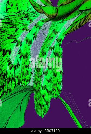 An intricate close-up of vibrant green feathers layered against a rich purple background, revealing the delicate textures and details of a bird's plumage., A vibrant botanical illustration featuring elongated, furry seed pods alongside lush green leaves, all set against a deep purple background. Classic art with a modern twist reimagined by Artotop, Transformed Populus Tremula, Aspen, Classic art with a modern twist reimagined by Artotop Stock Photo
