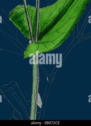 A close-up view of a vibrant green leaf showcases intricate vein patterns, while a dark background enhances its detailed texture. The composition highlights the delicate structure and natural beauty of the leaf against a contrasting backdrop., A vibrant green leaf emerges from a slender stem, set against a deep blue background, highlighting the intricate veins and structure of the leaf. Subtle sketches of additional foliage add depth to the composition. Classic art with a modern twist reimagined by Artotop, Transformed Polygonum Fagopyrum, Common Buckwheat, Classic art with a modern twist Stock Photo