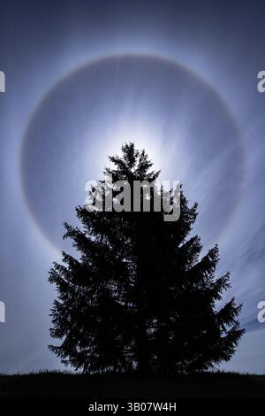 A tall coniferous tree stands in perfect silhouette against a striking 22-degree sun halo encircling the bright midday sky. Stock Photo