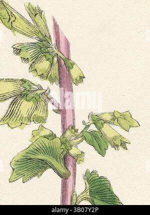 A detailed illustration of a green plant with vibrant leaves, showcasing the delicate structure of its stem and foliage., A detailed depiction of a plant featuring vibrant green leaves and a central stem, elegantly arranged within a circular frame. Classic art with a modern twist reimagined by Artotop, Transformed Cotyledon Umbilicus Common Navel-Wort, Classic art with a modern twist reimagined by Artotop Stock Photo