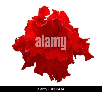 Double deep carmine, Hibiscus rosa-sinensis evergreen hibiscus isolated on white background. Red hibiscus rosa sinensis or red Chinese rose isolated o Stock Photo