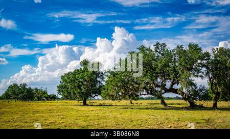 Trees in pasture with big white clouds in blue sky in the interior  of Florida USA Stock Photo