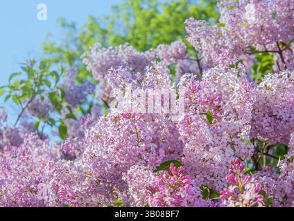 Beautiful Soft Spring background with Lilac flowers over blue sky. Purple lilac flowers on bush. Happy Mother's Day greetings card with Copy space. Stock Photo