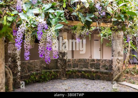 Flowers of a Queen's Wreath vine hang down in the foreground of a shady stone bench set in a tropical garden. Stock Photo