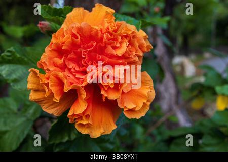 A peach or orange colored double hibiscus bloom Stock Photo