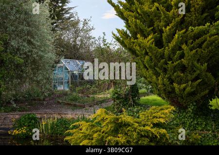 Greenhouse with metal frame seen through foliage of a lush green back garden in Britain Stock Photo