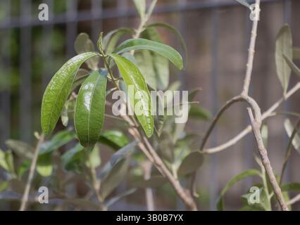 Close-up photo of a small green leaf on an olive tree, with a blurry garden fence in the background. Stock Photo