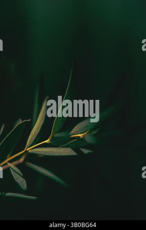 minimalistic composition featuring soft green leaves against green background Stock Photo