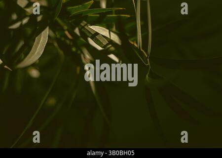 minimalistic composition featuring soft green leaves against green background Stock Photo