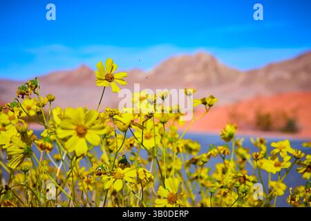 Vibrant Yellow Wildflowers in Desert with Mountain Backdrop Eye-Level View Stock Photo