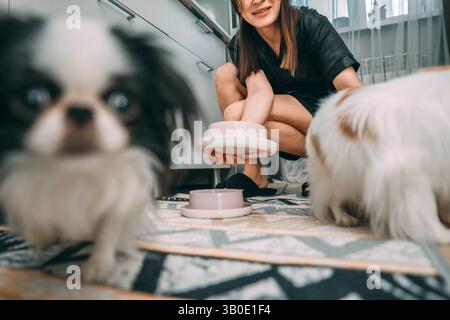 woman smiling while feeding two japanese chin dogs in modern kitchen, close-up shot with blurred puppy in foreground and patterned rug below, pet Stock Photo