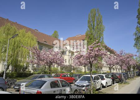 Cherry blossom, residential buildings, Ceciliengaerten, Friedenau, Berlin, Germany, Europe Stock Photo
