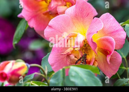 A pollinating paper wasp on a colorful rose at the Atlanta Botanical Garden in Midtown Atlanta, Georgia. (USA) Stock Photo