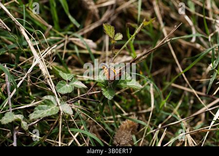 Small Copper (Lycaena phlaeas) butterfly resting on a bramble leaf near the ground Stock Photo
