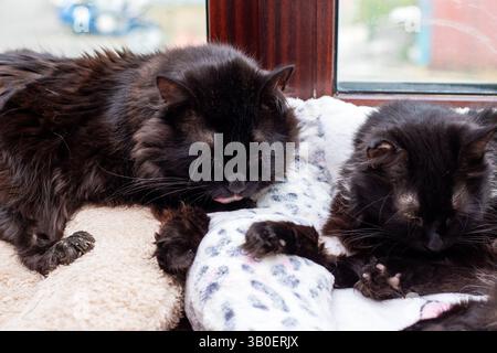 There are two black cats peacefully laying down next to each other, enjoying the warmth of the sunlight streaming in through a window Stock Photo