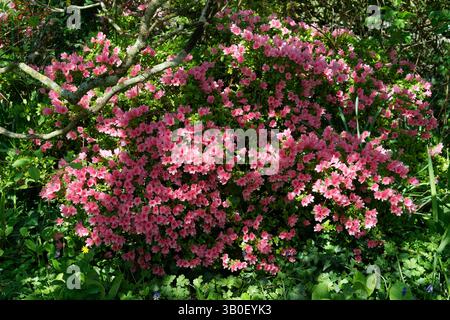 Azalea japonica in bloom in a garden. Stock Photo