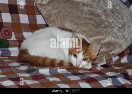 Sweetcat hi-res stock photography and images - Alamy