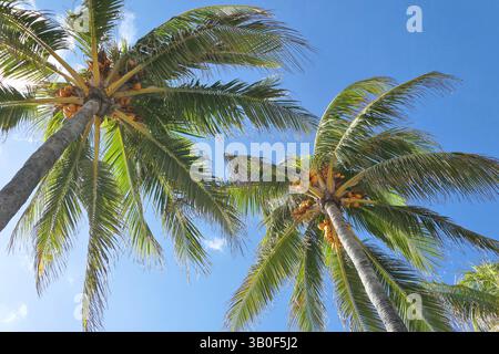Coconut palm trees with coconuts over blue sky in sunlight. Key West, Florida, USA. Stock Photo