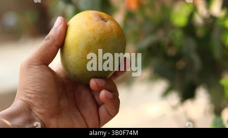 Hand holding Ripe mango fruit, farm fresh, organic tropical fruit, orange color fruit, healthy leaves tree red mango wellness food, super food Stock Photo