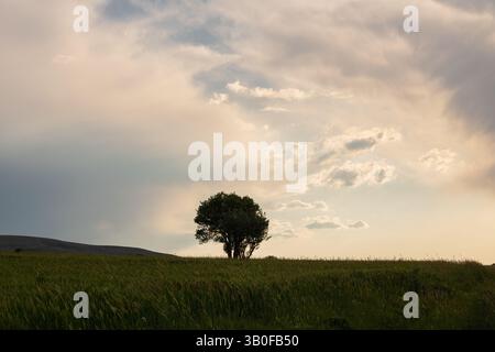 A lonely tree in the middle of the field or farm at sunset with dramatic clouds on the background Stock Photo