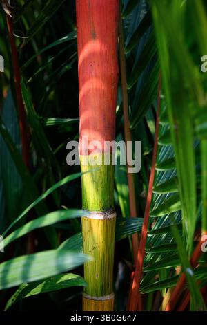 Multi-colored bright green, orange, yellow bamboo plant. Bamboo trees in forest background. Stock Photo