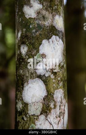 Closeup of multi-colored, textured, mottled tree trunk and bark. Stock Photo