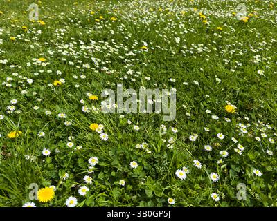 Dandelions and daisies on a fresh green spring meadow Stock Photo