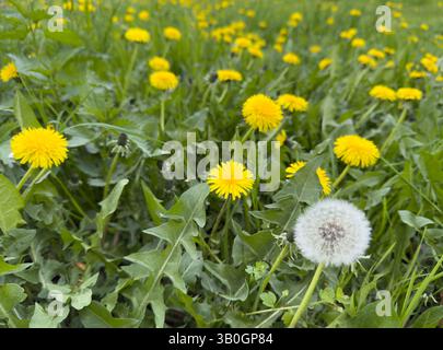 faded dandelion with fresh yellow dandelions on a green meadow Stock Photo