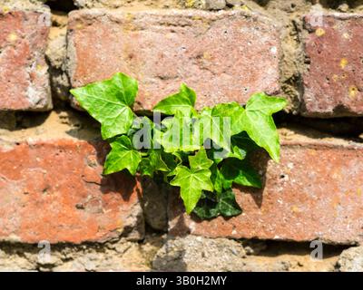 Ivy growing out of a brick wall Stock Photo