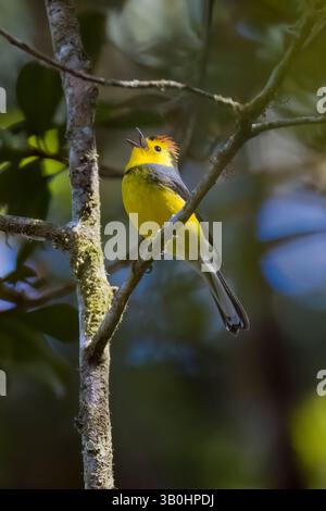 Collared Redstart (Myioborus torquatus) on branch, Cerro de la Muerte ...