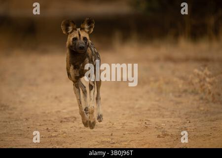 African wild dog leans over crossing sand Stock Photo