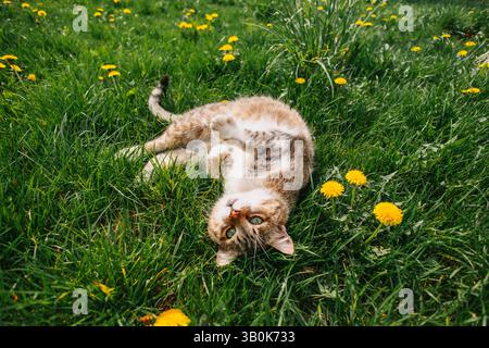 Spring, relaxation, cat lying on its back in the grass. Stock Photo