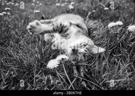Black and white photo of a playful cat, stretching its paw forward. Stock Photo
