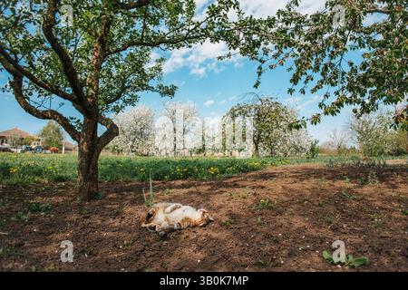 The cat admires the blooming trees in spring. Relaxed little animal. Stock Photo