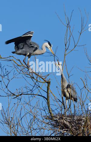 Grey Heron (Ardea cinerea) sitting on nest with Chicks Stock Photo