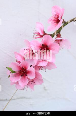 Nectarine 'Pineapple' fruit tree blossoms trained against a white wall in a glasshouse. UK. Faint pineapple flavour Stock Photo