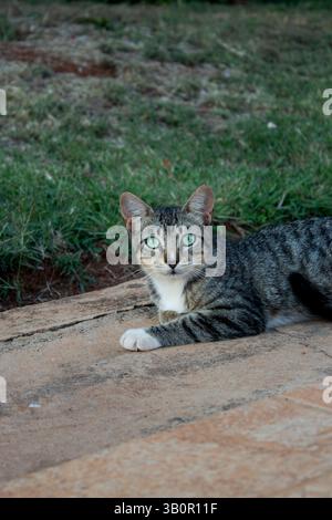 Tabby cat sitting on the ground near a green wall, looking directly at the camera outdoors Stock Photo