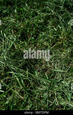 Freshly cut green grass clippings cover the ground, creating a textured layer of organic material Stock Photo