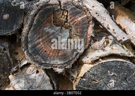 A stacked wood logs, showcasing their rough textures and varying sizes. Circular cross-sections reveal the tree's growth rings Stock Photo