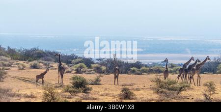 Telephoto a tower of Masai Giraffe - Giraffa tippelskirchi- in Ngorogoro conservation area, Tanzania Stock Photo