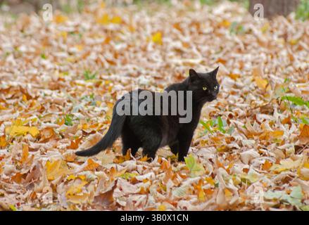 Black cat on yellow autumn leaves. Stock Photo