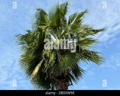 Green palm tree with lush leaves against a blue sky. Stock Photo