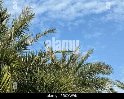 Palm tree fronds reach toward a bright blue sky filled with fluffy white clouds on a sunny day. Stock Photo